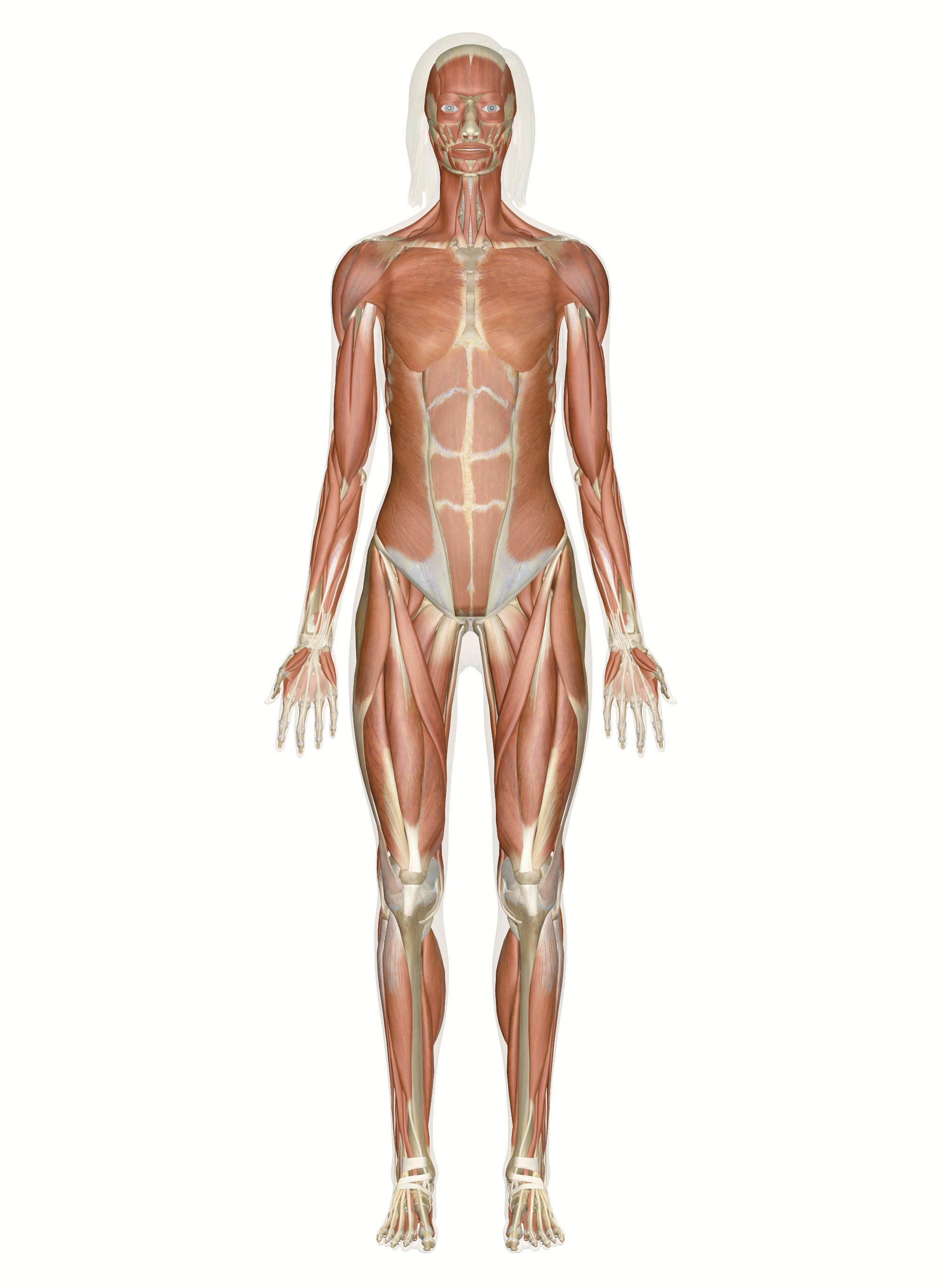 body