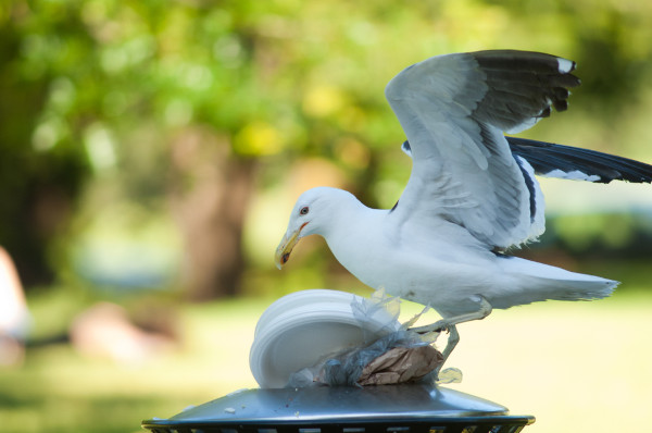 Seagull: o guia completo para entender o comportamento da gaivota.
