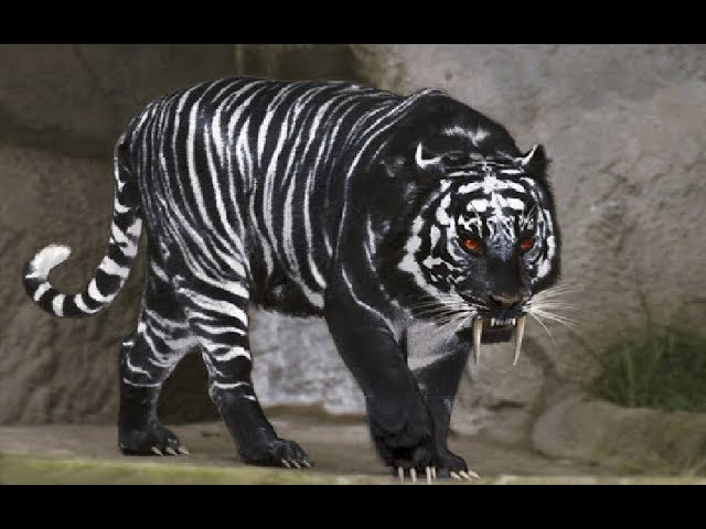 Tigres pretos:Descubra os segredos e curiosidades dessas criaturas incríveis!