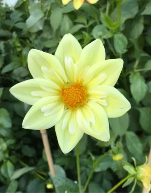 Como cuidar da dahlia de la lune? Dicas fáceis para ter flores lindas o ano todo.