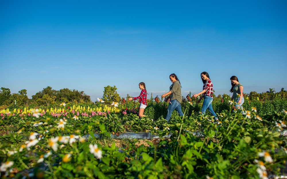 Agroturismo nas melhores fazendas: Descubra opções perto de você!