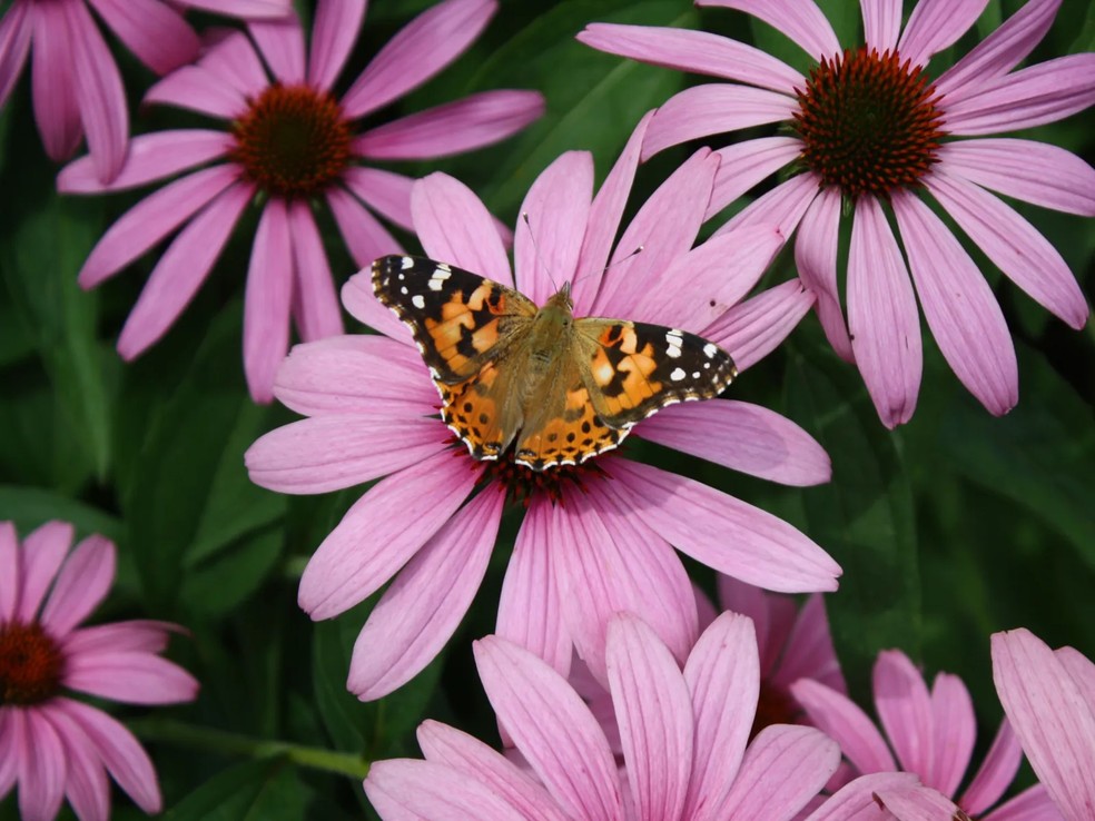 Borboleta em flor lindas: confira 6 espécies com fotos incríveis!