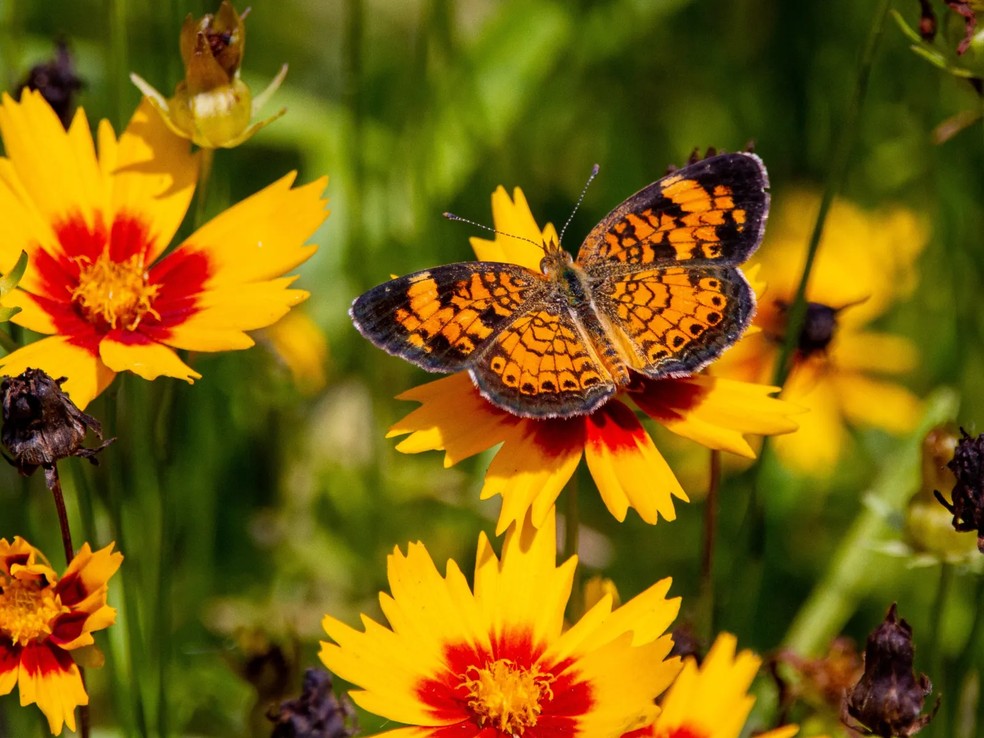 Borboleta em flor lindas: confira 6 espécies com fotos incríveis!