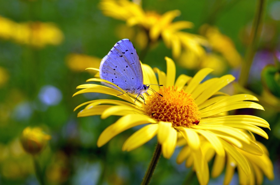 Fotos incríveis de borboleta em flor: 3 dicas essenciais para iniciantes