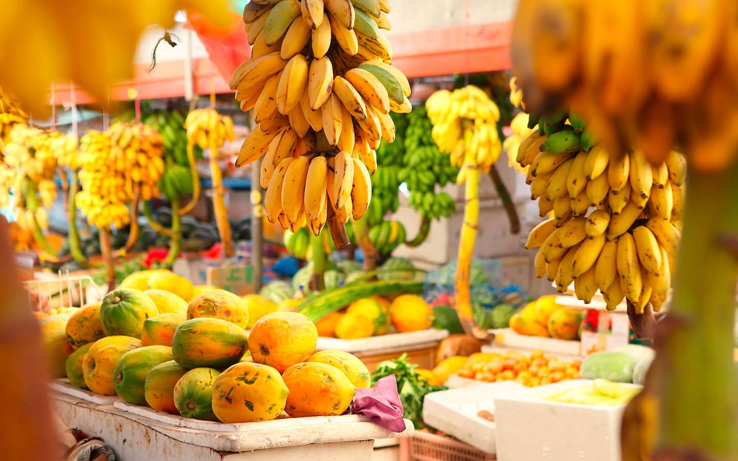 O Que Cultivar na Hawaiana Farm? Descubra As Melhores Frutas Tropicais!