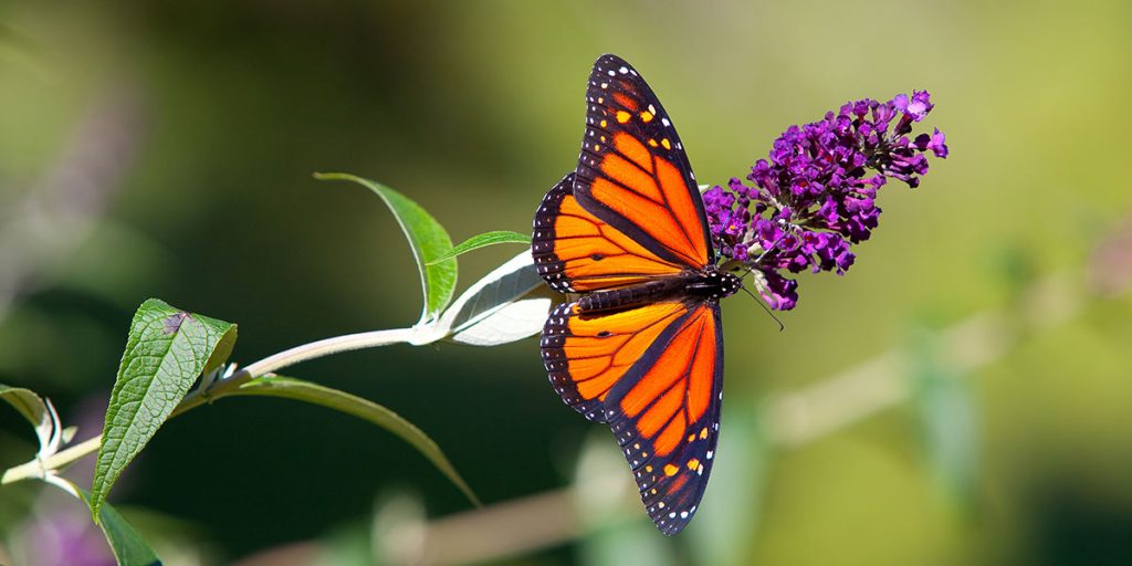 Fotos incríveis de borboleta em flor: 3 dicas essenciais para iniciantes